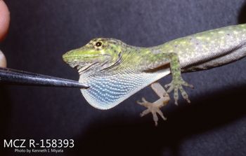 Media type: image;   Herpetology R-158393 Description: Photo of animal in life, taken in the field by Dr. Kenneth Ichiro Miyata. A slide of the photo was scanned in 2012 by Melissa Wooley.;  Aspect: head lateral
